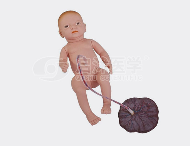 高级新生儿脐带护理模型