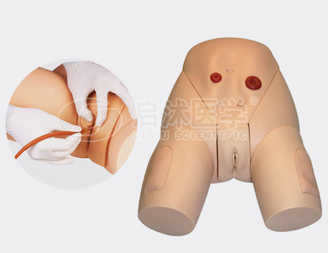 高级女性导尿模型