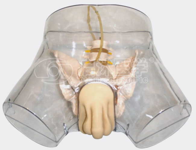 透明男性导尿模型