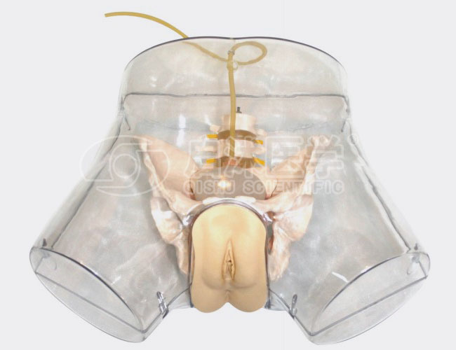 透明女性导尿模型