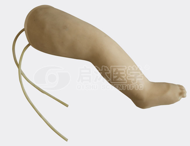 高级婴儿腿部静脉穿刺模型
