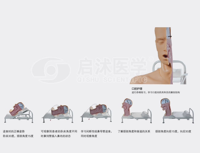 高级吞咽机制模型