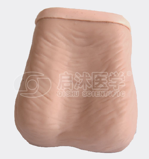 睾丸检查模型