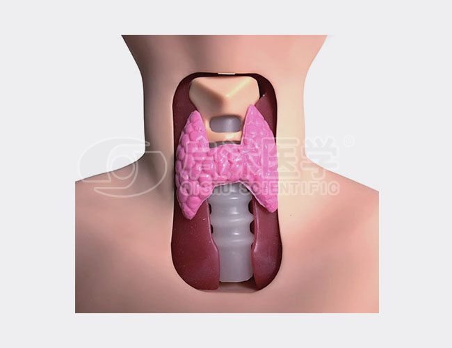 甲状腺检查模型