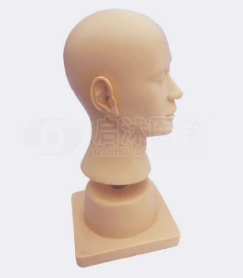 高级耳部冲洗模型