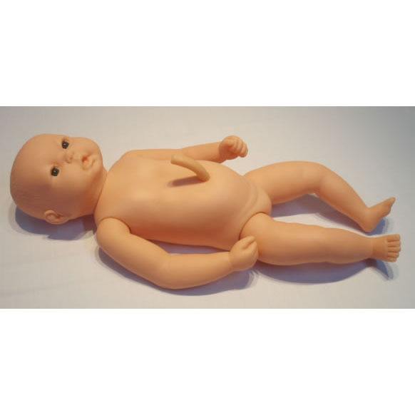 高级出生婴儿附脐带模型