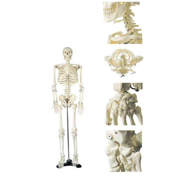 人体骨架模型85CM