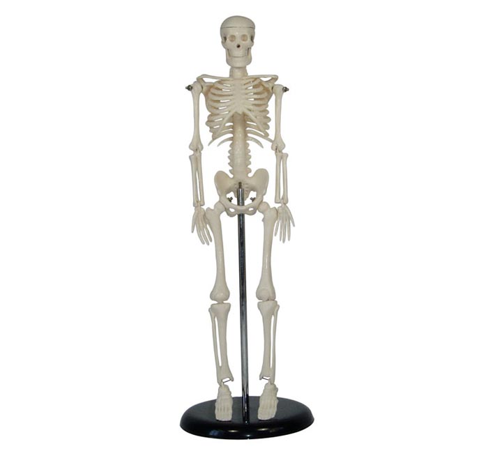 人体骨骼标本模型45CM