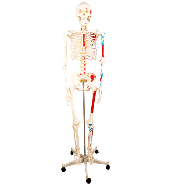 人体骨骼附半边肌肉着色模型85CM