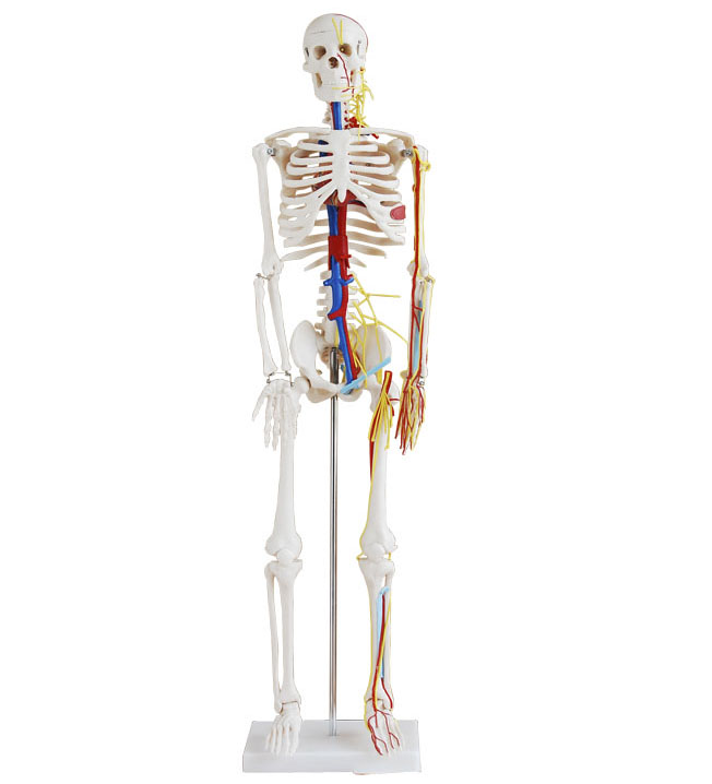 人体骨骼附主要动脉和神经分布模型85CM