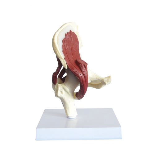 髋关节附肌肉韧带模型