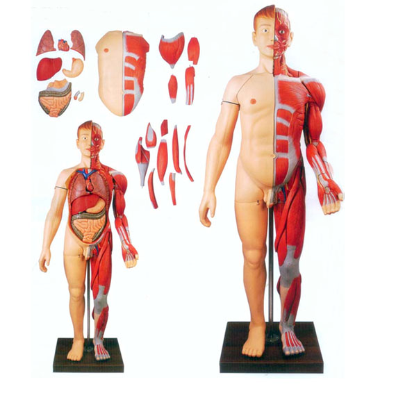 人体全身肌肉解剖附内脏器官模型