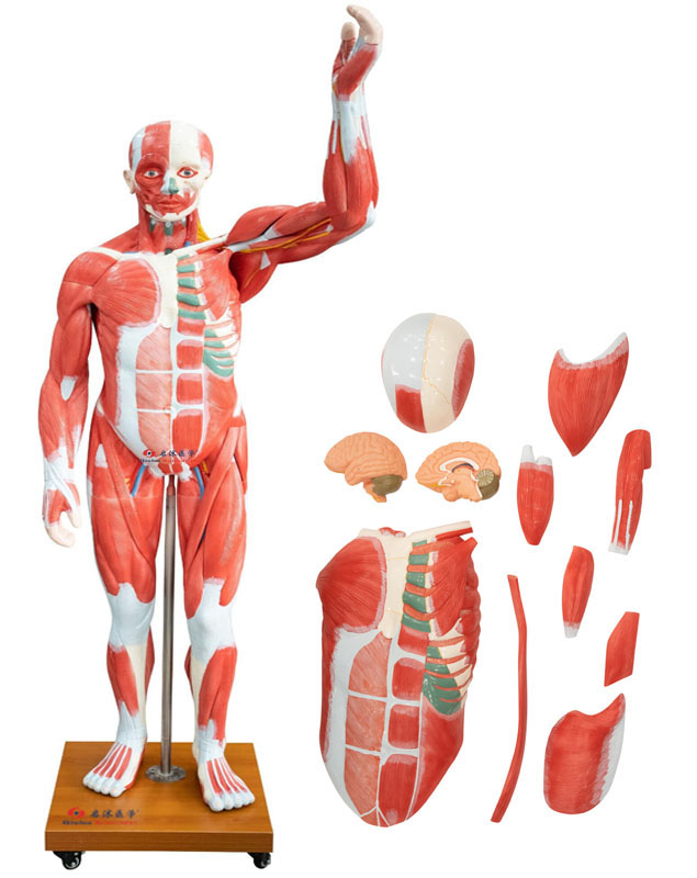 人体全身肌肉附内脏模型