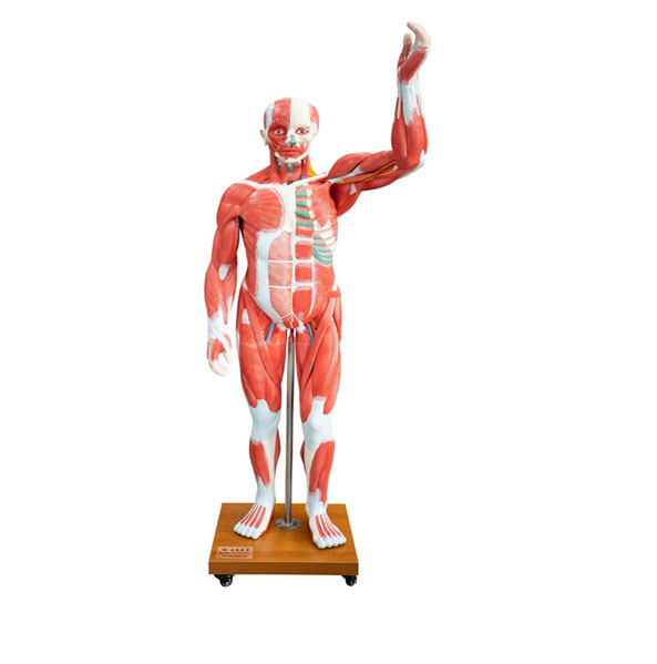 人体全身肌肉附内脏器官模型
