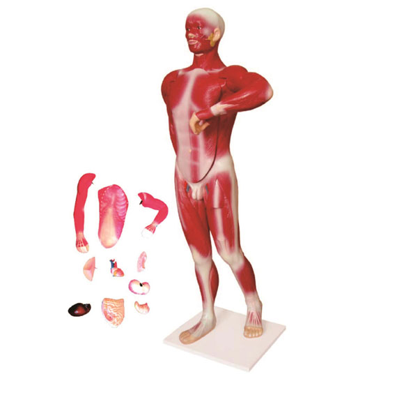 人体肌肉及胸腹腔脏器解剖模型