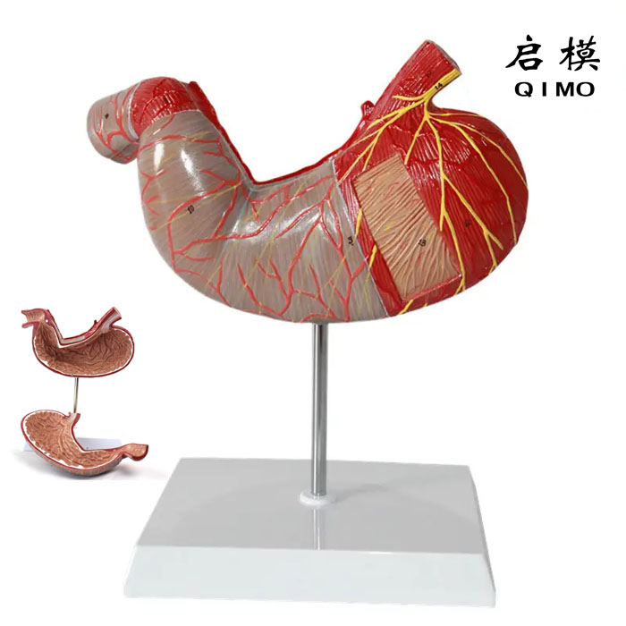 胃肌解剖放大模型