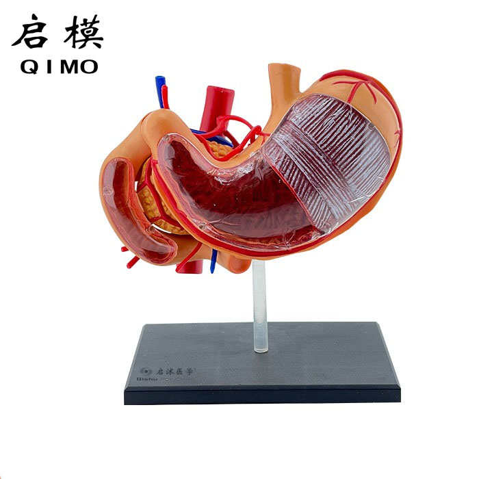 胃解剖模型（9部件）