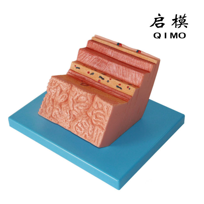 胃壁放大模型