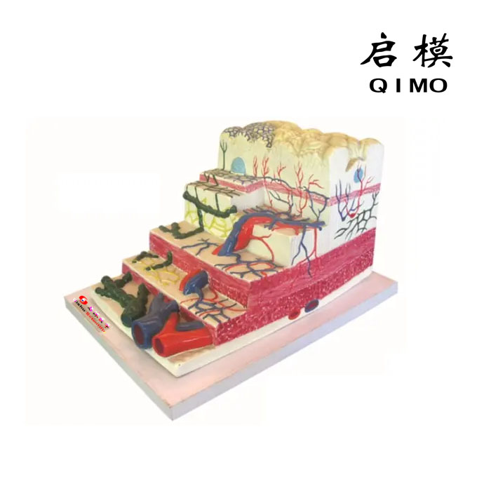 胃壁层次结构模型
