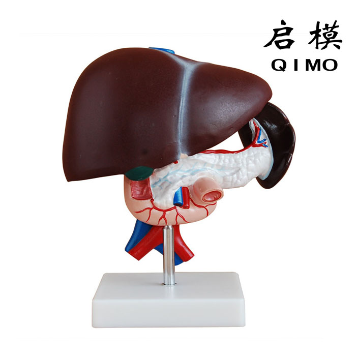 肝胰十二指肠模型