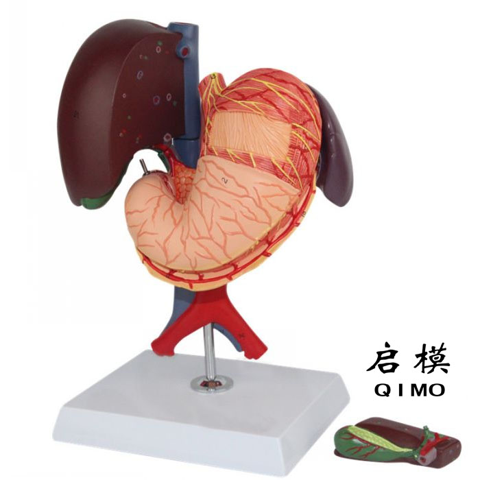 肝、胆、胰、脾、胃、十二指肠模型