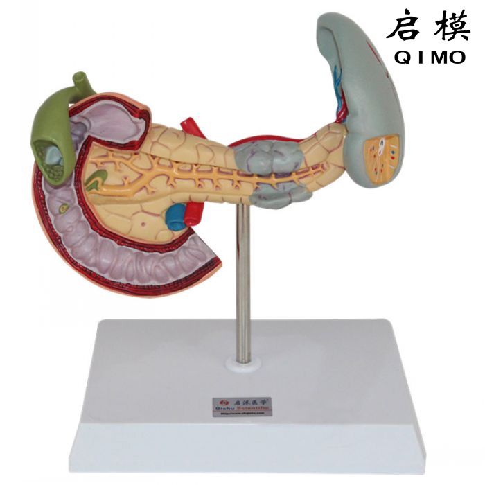 胰脾十二指肠病变模型