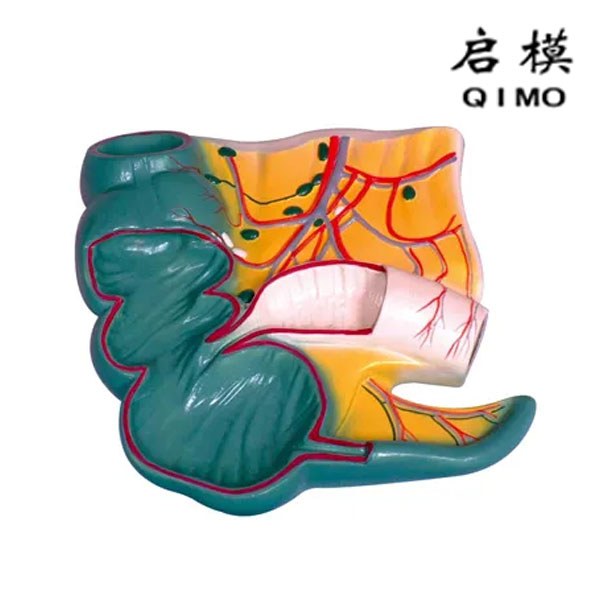 阑尾和盲肠（回盲部）解剖模型