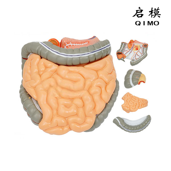 结肠空回肠解剖模型