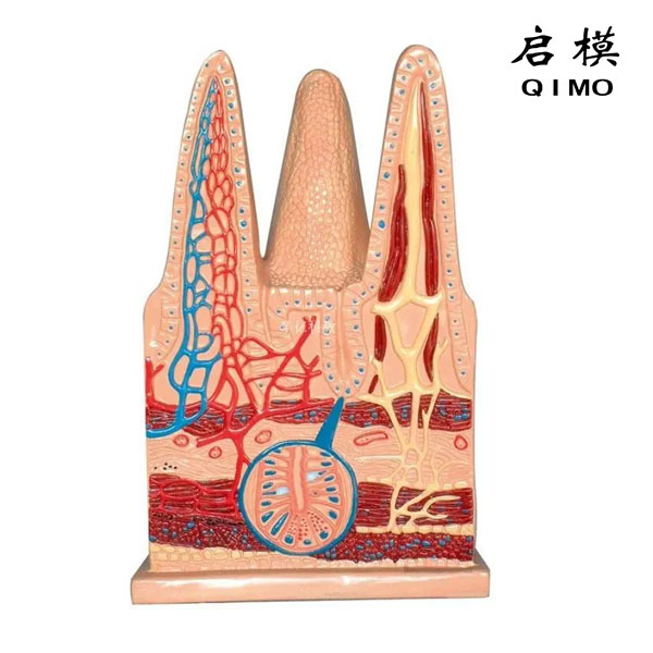 肠绒毛组织模型
