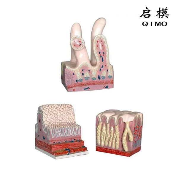 消化管道构造模型（胃肠光镜模型）