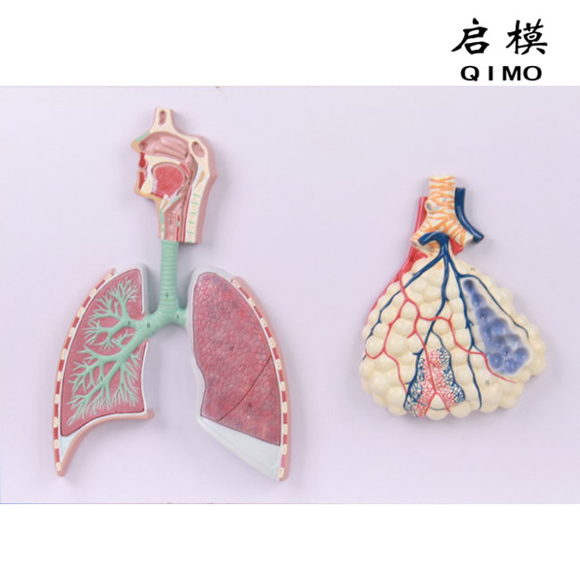 呼吸系统模型
