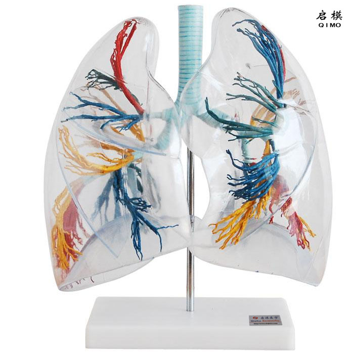 透明肺段模型