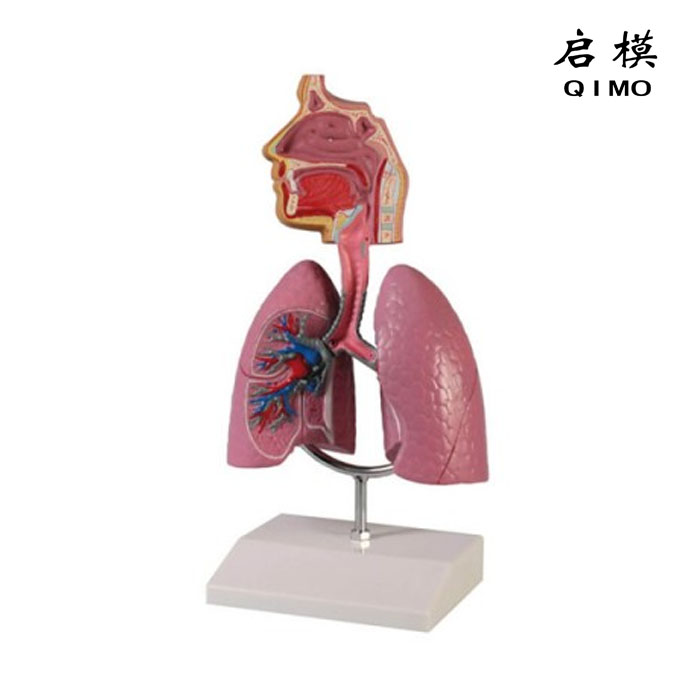 哮喘模型