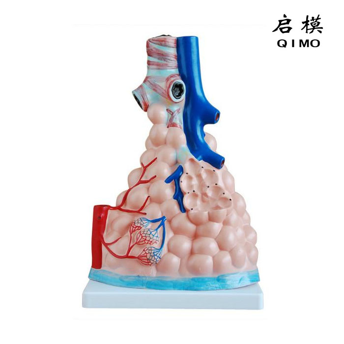 肺泡放大模型