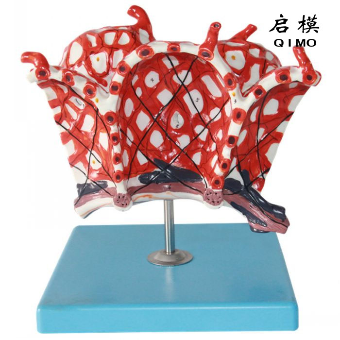 肺泡放大模型（带数字标识）