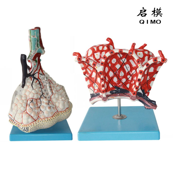 肺小叶连肺泡放大模型