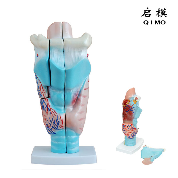 咽喉解剖模型
