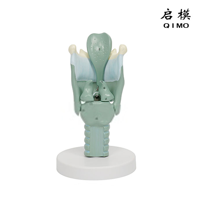 喉软骨模型