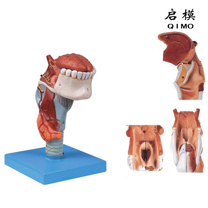 喉附舌、牙模型