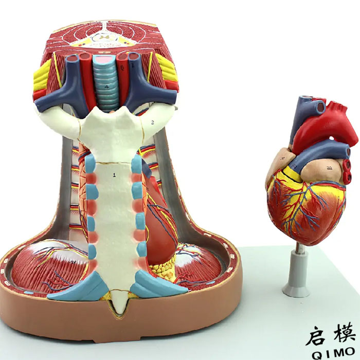 纵隔模型（5部件）
