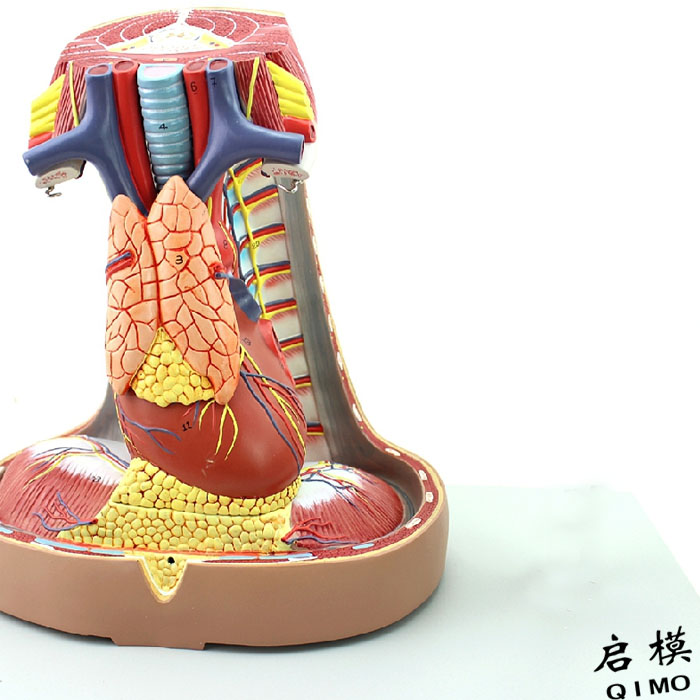 成人纵膈模型