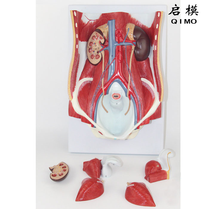两性泌尿系统模型