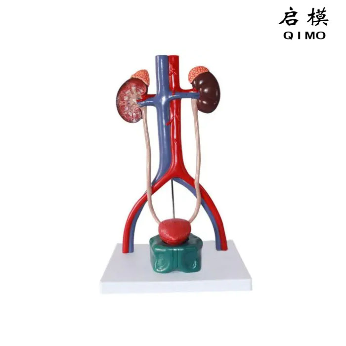 泌尿系统立体模型