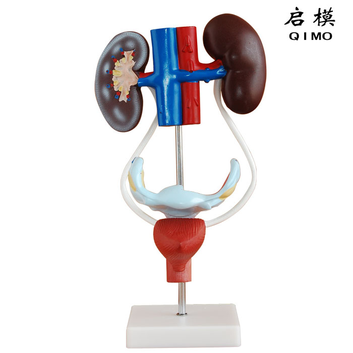 女性泌尿生殖系统解剖模型