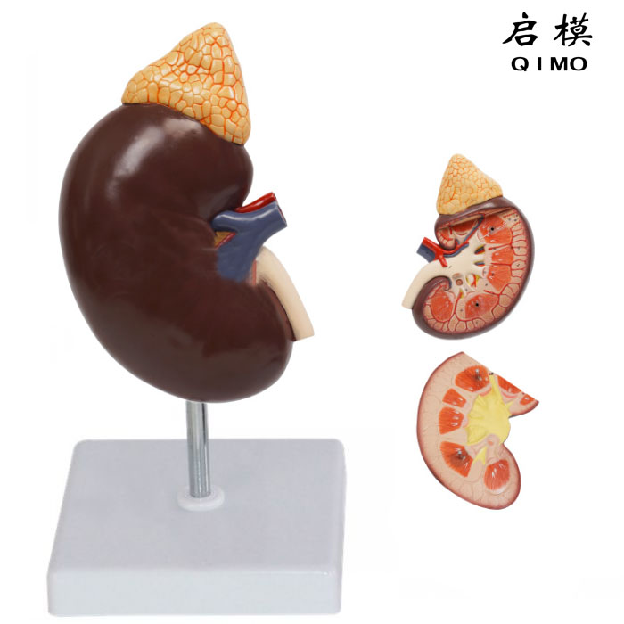 肾解剖附肾上腺模型（放大3倍）
