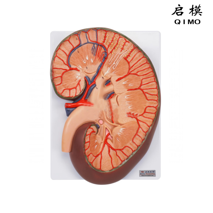 肾脏剖面放大模型（放大3倍）