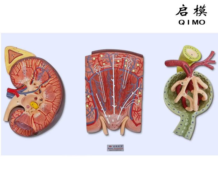 豪华肾脏、肾单位、肾小球放大模型