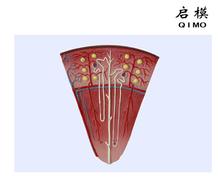 肾单位放大模型