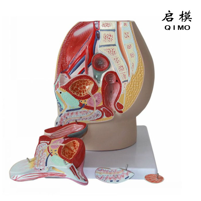 男性盆腔矢状切模型（4部件）