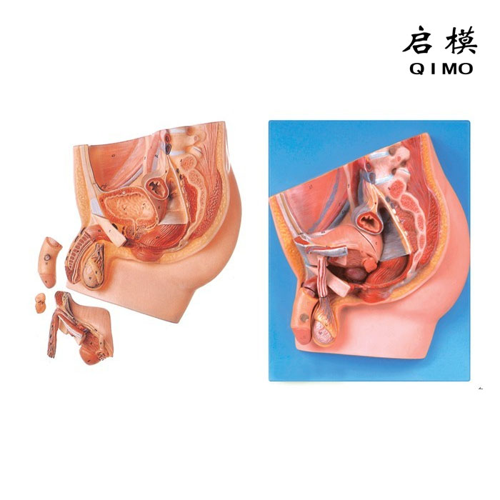 男性盆腔矢状切模型（4部件，带数字标识）